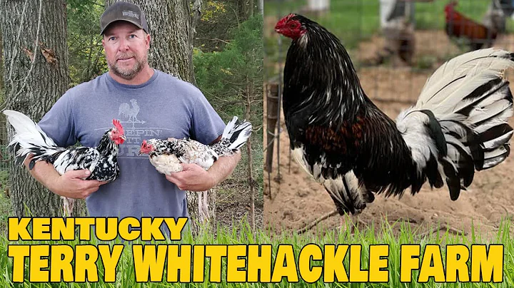 Beautiful Big Farm In Kentucky - Terry Whitehackle...