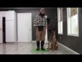 Teaching proper heel position! Teaching proper heel position!