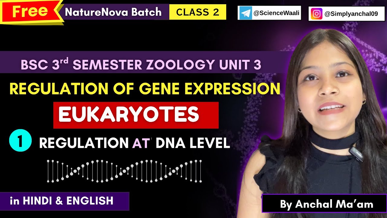 Regulation of gene expression in eukaryotes bsc 3rd semester zoology ...