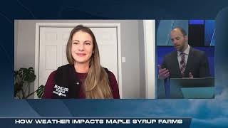 How Weather Impacts Maple Syrup Farming