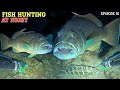 Night spearfishing episode 91  fish hunting at night