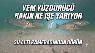 Yem Yüzdürücü Nasıl Kullanılmalı? Su Altı Kamerasıyla Balık Avı Yaparak Anlattım.