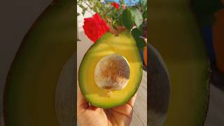 Comer abacate pela manhã - benefícios #saude #fit #dieta