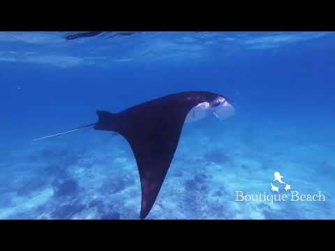 19.12.22 - Manta Snorkelling , Dives at Seven Heaven & Dhigurah Arches