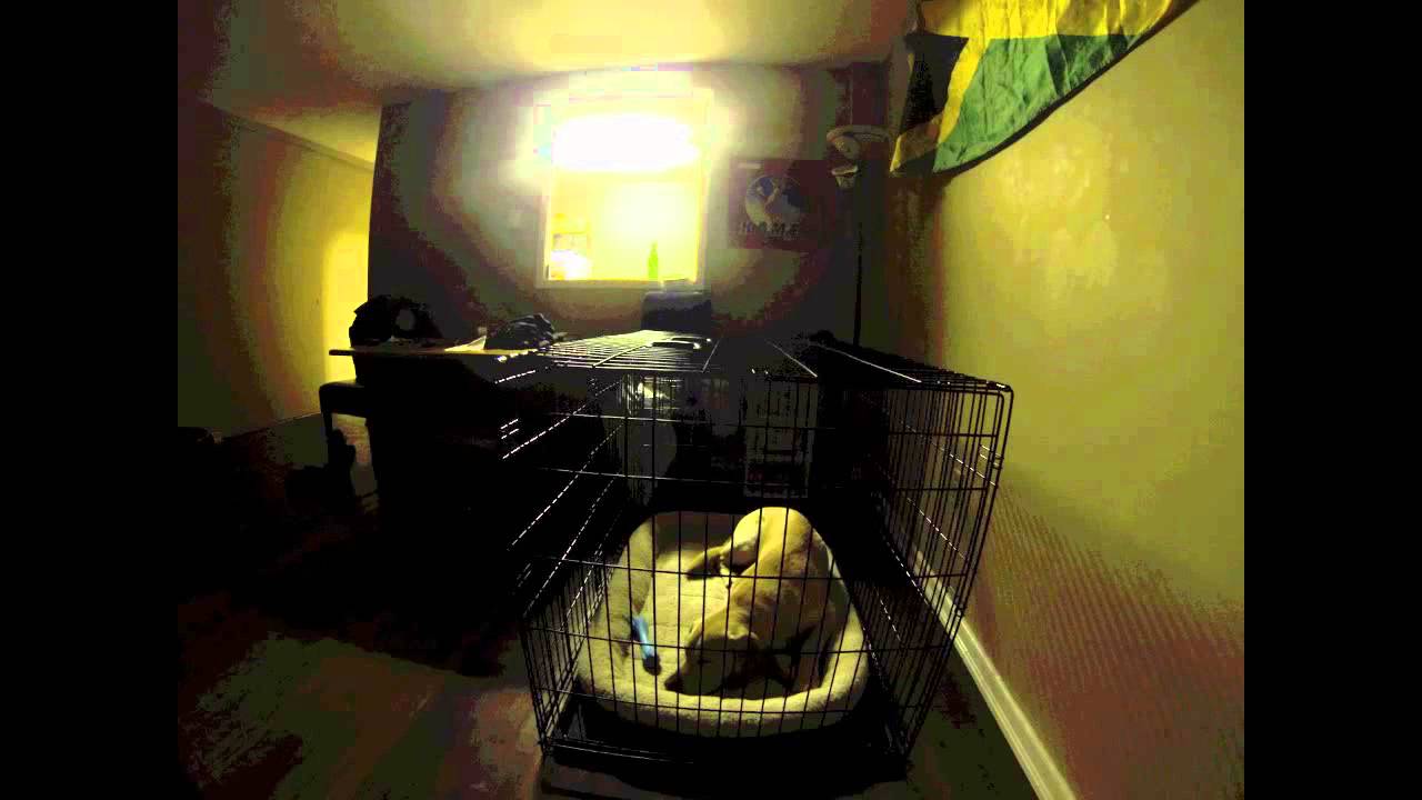 Dog Time Lapse Crate Rest YouTube