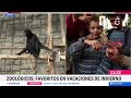 Un favorito de Vacaciones de Invierno: Buin Zoo se renueva con nuevas especies y más actividades