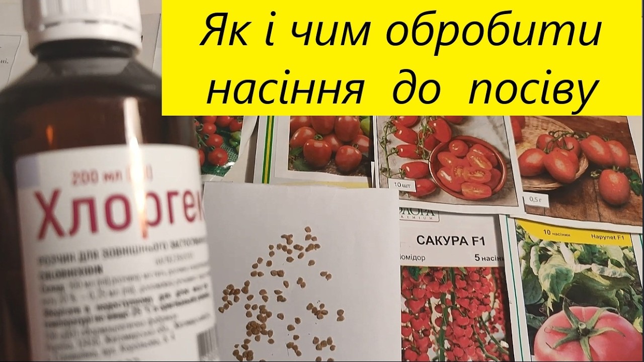 Як  та  чим  обробити  насіння  томатів  перед  посівом