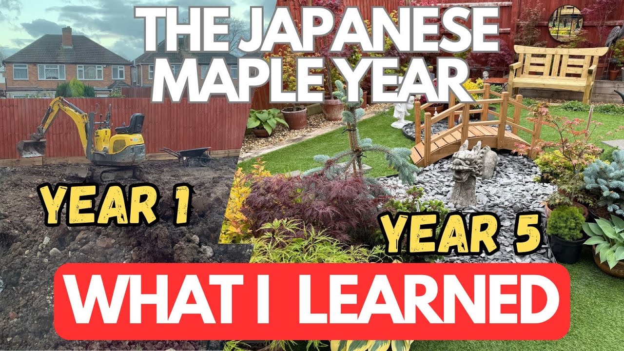 Japanese Maples: Year 1-5 what I learned