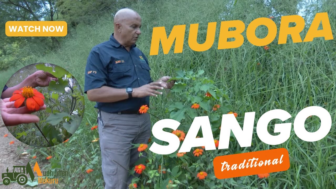 Borasango – Chikafu, Muriwo uye Mushonga Wevhu