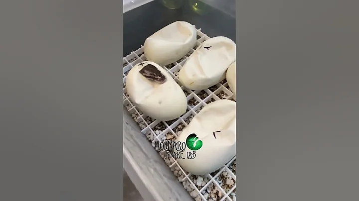 🐍 Hatching 🧪 #snakes #shorts  #ballpythons #royalpythons #molinarosnakelab #pets #sawa #pythons - DayDayNews