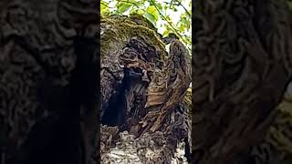 Улыбающийся, черноглазый дракон перед входом в своё тёмное убежище.
