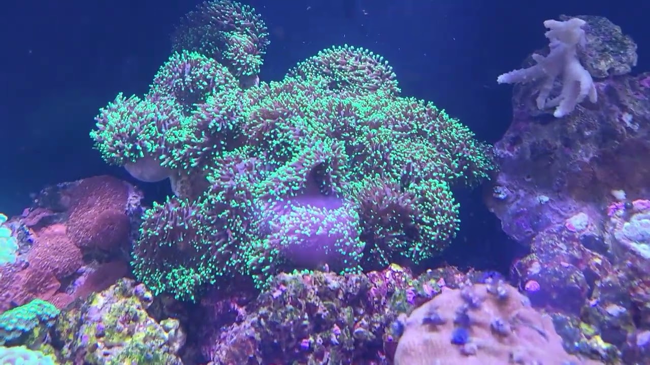 Baby Stomatella Snails! 03/29/2022