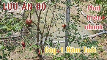 Tốc Độ Phát Triển Của Lựu Đỏ Ấn Độ | Một Năm Tuổi Cây To Cao Đang Trái Sum Suê