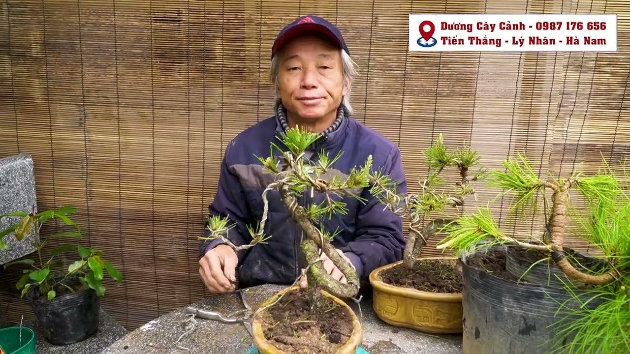 clip208 mình xin bật mí rất quý để các bạn trồng cây thông 2 lá ko chết nhé