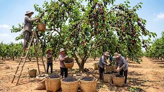 The Giant 2026 Harvest in Mexico — 250,000 Tons Collected in Arid Zones