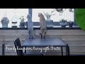 【VLOG】家族が増えました、３匹の猫との暮らし| 家、猫、暮らし