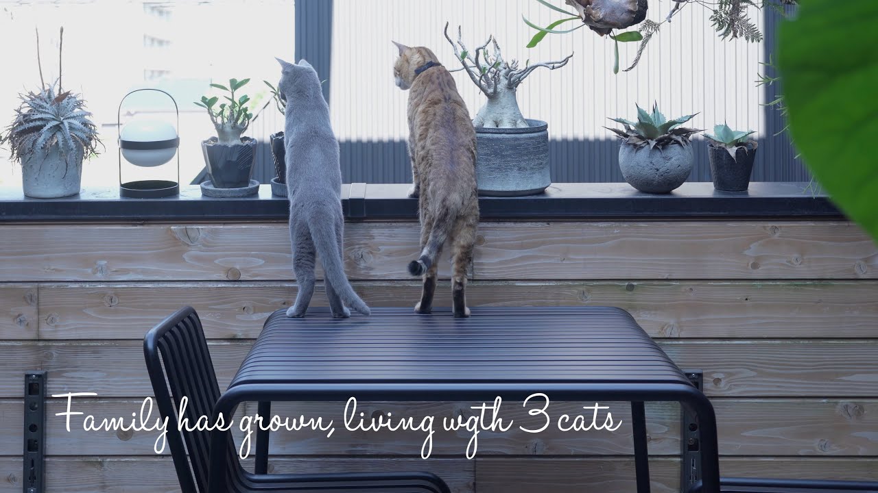 【猫が居る生活】 VLOG】家族が増えました、3匹の猫との暮らし| 家、猫、暮らし - YouTube