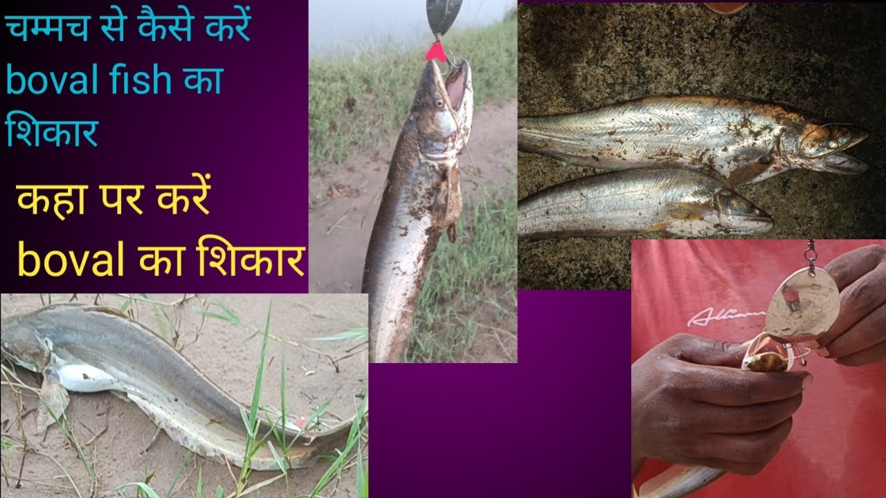 चम्मच से कैसेकरें boval fish का शिकार #BSM river safari YouTube channel me#
