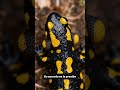 "¡CUIDADO! La salamandra que dispara veneno a distancia 🦎💦 #ciencia #datoscurisos #naturaleza
