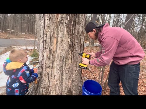 Tapping OUR OWN Maple Trees! - Part 1