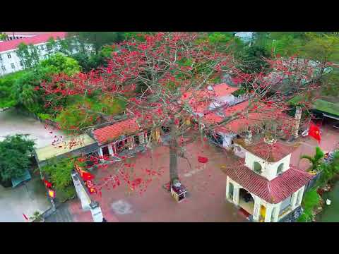 MÙA HOA GẠO ĐỎ RỰC TRỜI
