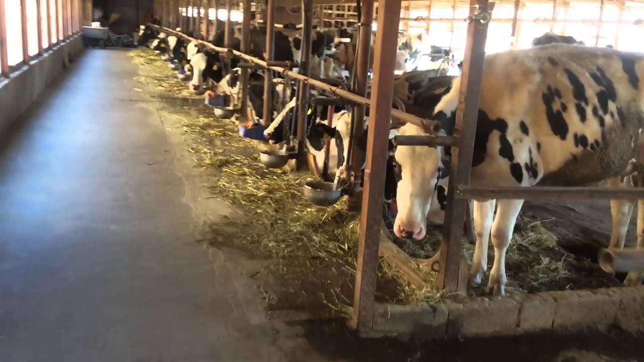 Cara memberi makan sapi perah 