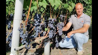 Виноград &quot;Валентин&quot;. Сезон 2020 (Grape &quot;Valentine&quot;. Season 2020)