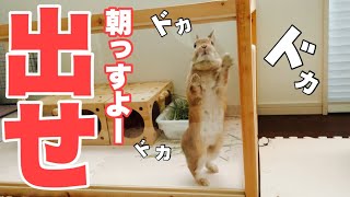 朝になると壁をドンドン叩いて出してアピールするうさぎ　#1073