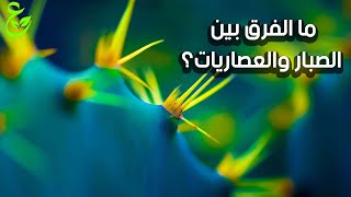 صباريات و عصاريات الزينة