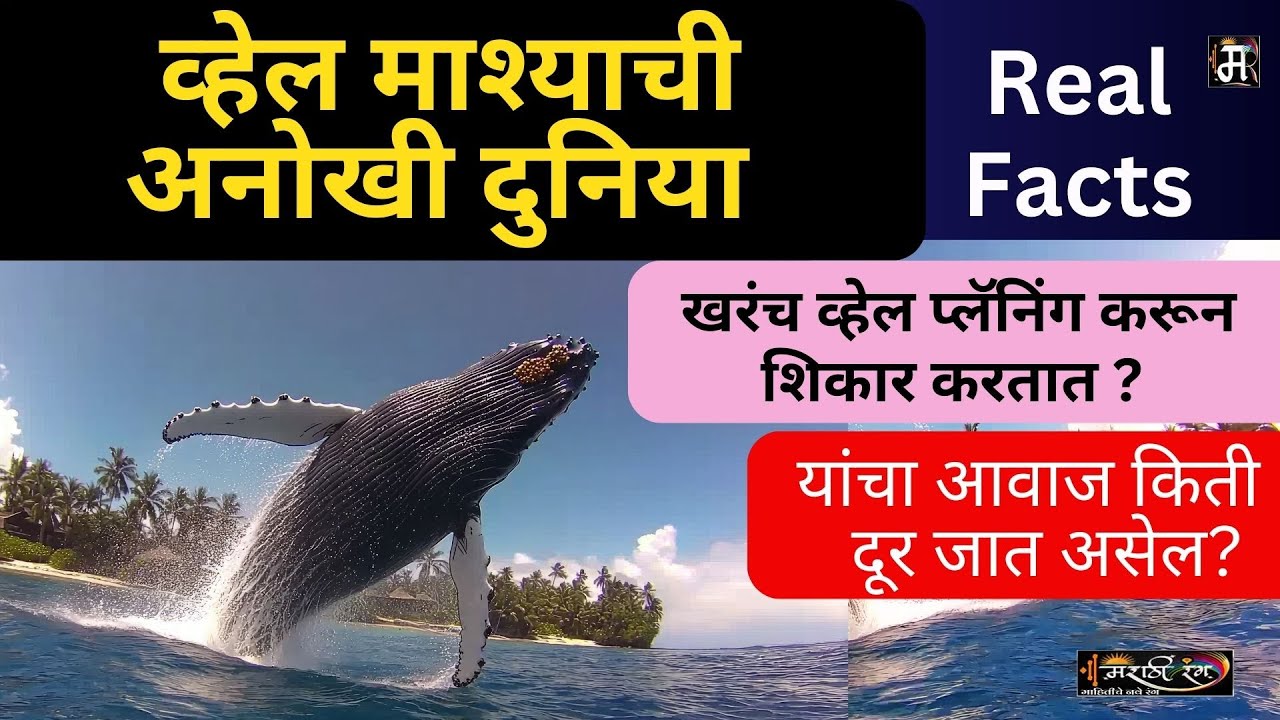 Facts of Whale Fish | व्हेल माश्याचे गुपित 