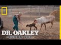 A Herd of Baby Reindeer | Dr. Oakley, Yukon Vet