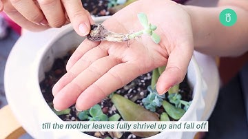 How to Propagate Succulents for Beginners | Best succulent propagation method for beginners
