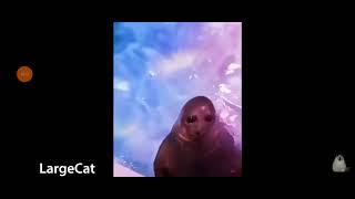 Credits To Largecat Memes To Make Your Day
