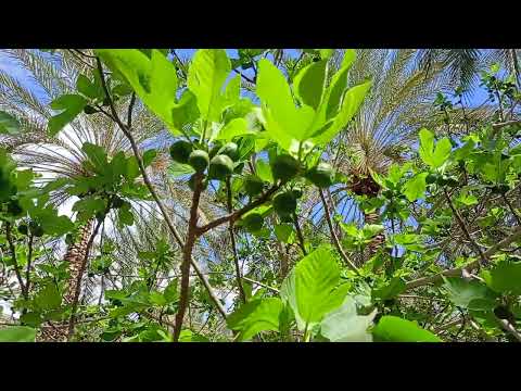 طريقة غرس التين بالاخصان ولمن فاته الغرس اليكم الطريقة الناجحة