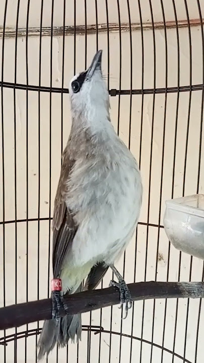 PUTAR JIKA TRUCUKAN INGIN MENGGARUDA❗❗❗