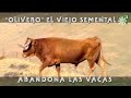 El toro más bravo de Joaquín García de vacaciones como semental | Toros desde Andalucía