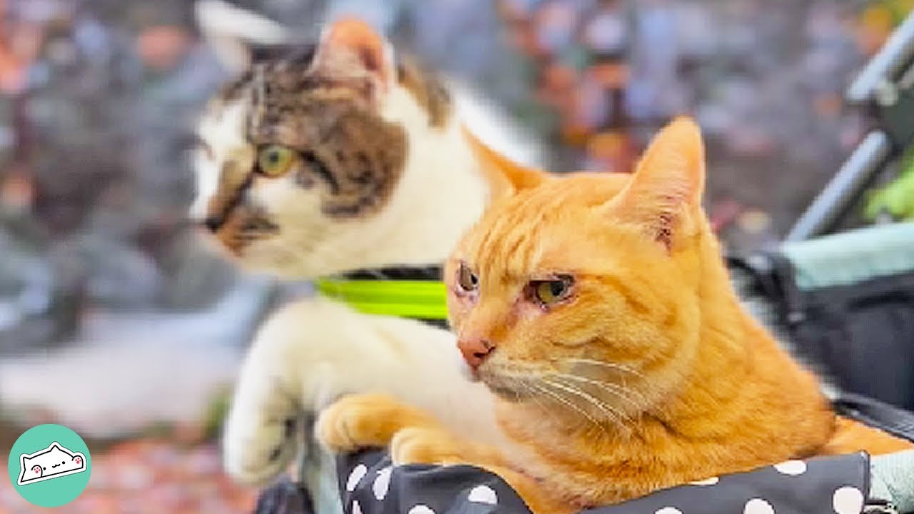 Adventure Cats Travel Across Japan in Backpacks Cuddle Cats YouTube
