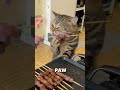 Handedness in the animals kingdom  #shorts #viral