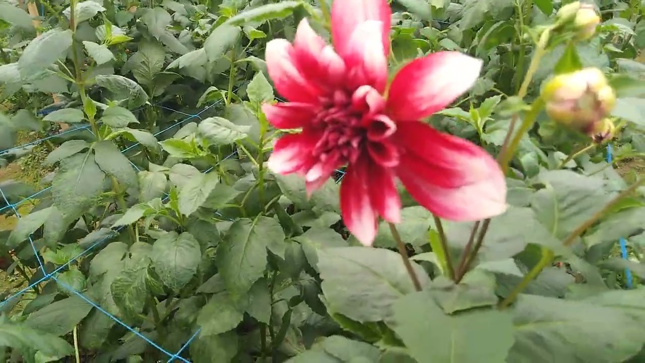 Sau tết thăm hoa 💓🌺 nhà đang lở nhiều vào dịp thu hoạch sô cả nhà ơi 😅👍