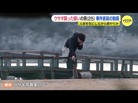 ウサギ蹴った疑いの男（25）事件直前の“怪しげな動き” を捉えた動画　人目を気にしながら餌やりか　“うさぎの島”でのウサギ大量死に関与の可能性　広島・大久野島