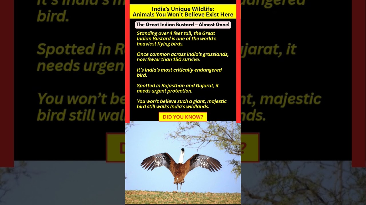 The Great Indian Bustard – Almost Gone!