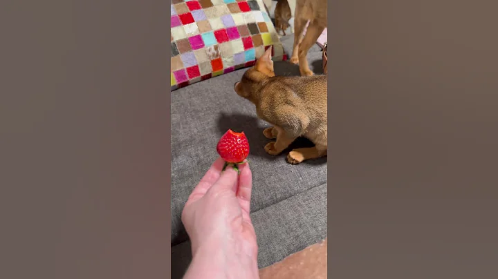 Watch the video about Abyssinian cat eating strawberry 😹#shots #cat #funny #abyssinian #catlover #kitten
