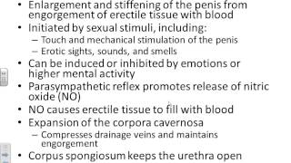 A&amp;P II Chapter 27 Male reproductive system