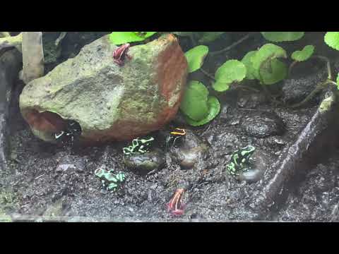 Jungle green tree python and many kinds of poisonous dart frogs