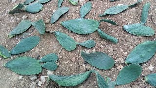 Proliferation Prickly Pear Cuctus . طريقة تكاثر التين الشوكي الصبر