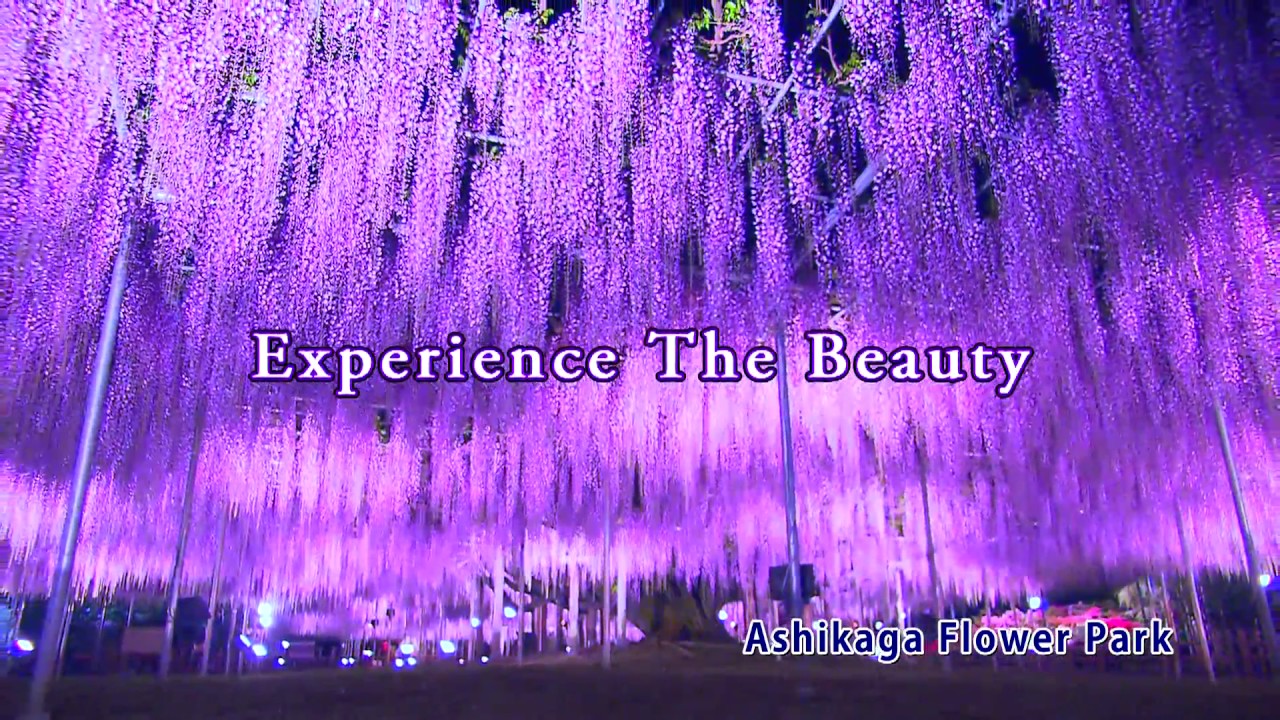 Ashikaga Flower Park The Great Wisteria Festival 2017 6 seconds