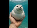 This seal swam into my hand like a mochi 😍 #music #超級放鬆 #dancevibes
