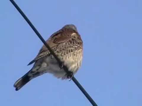Video: Argentavis: Lielākais Putns Zemes Vēsturē - Alternatīvs Skats