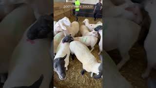 Вакцинация животных от оспы!