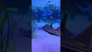 The magic of Sea Life in Oberhausen Germany